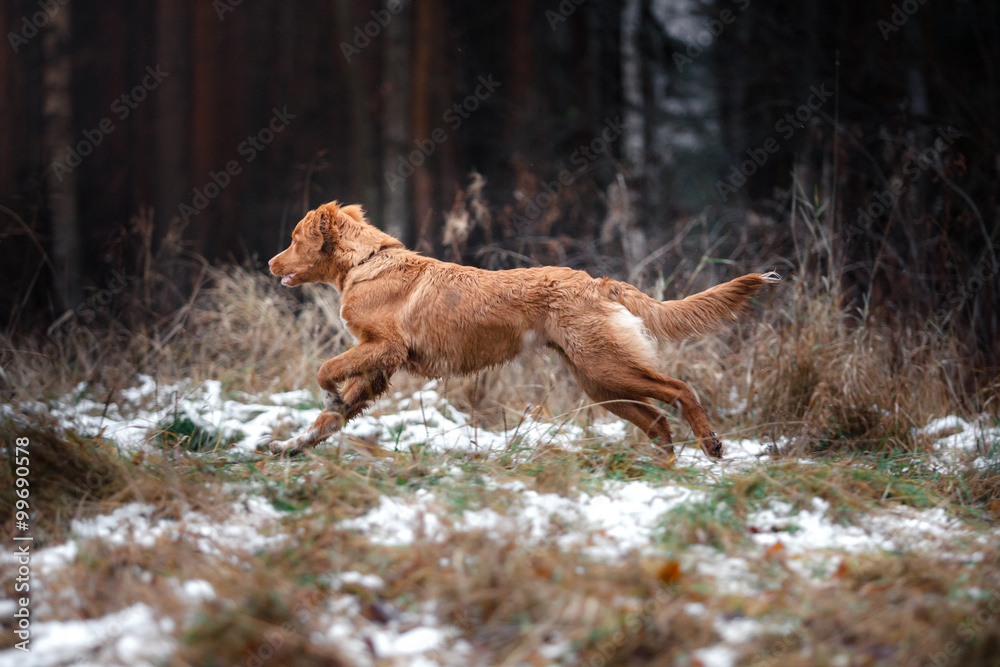 Dog Nova Scotia Duck Tolling Retriever in winter park Dog Nova Scotia Duck Tolling Retriever in winter park