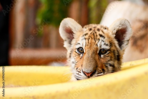 Young tiger in boat