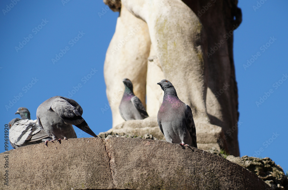 Fototapeta premium pigeons on the monument