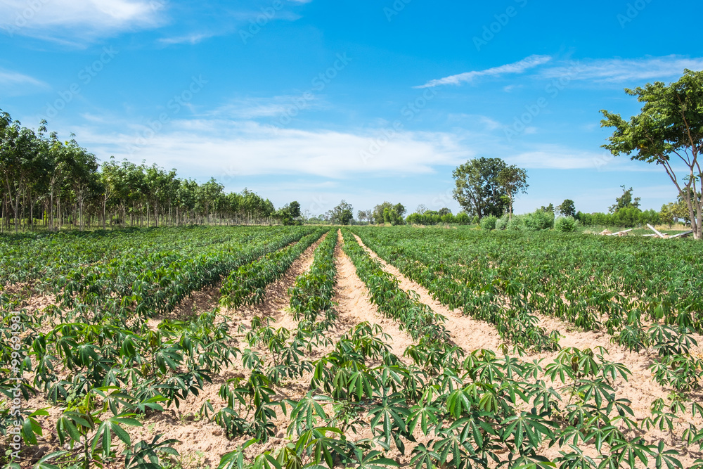 Obraz premium Cassava field