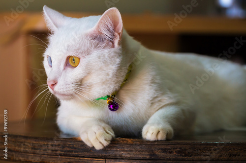 Thai white cat with two color of eyes