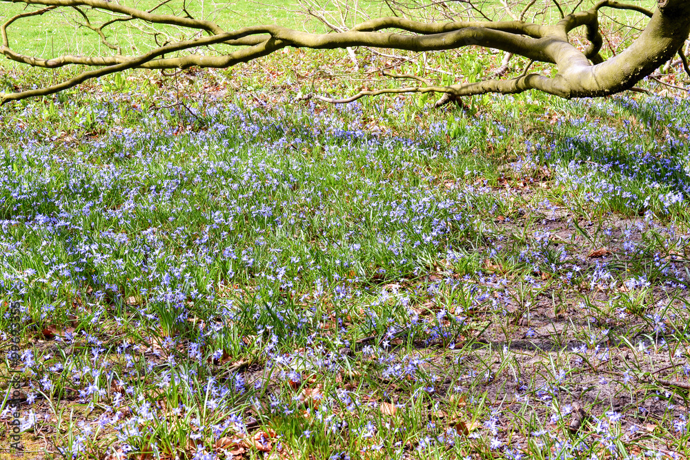 Obraz premium Common Bluebells.