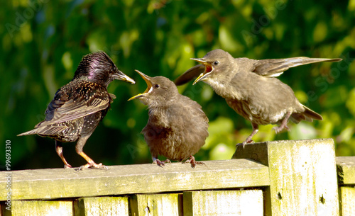 Bild auf Leinwand Feeding Time