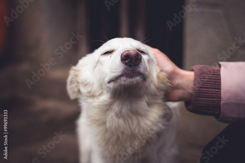 Canvas Print Shelter for homeless dogs