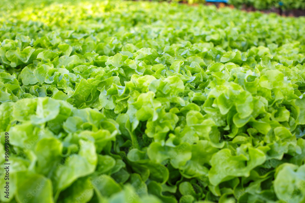 Organic hydroponic vegetable cultivation farm Organic hydroponic vegetable cultivation farm