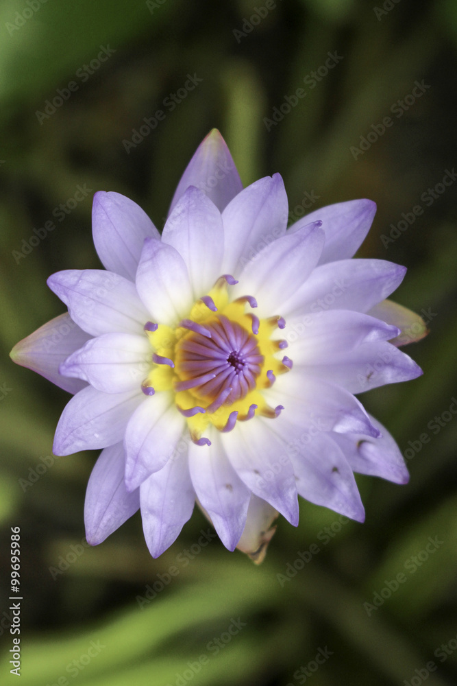 Obraz premium Nymphaea lotus Linn.