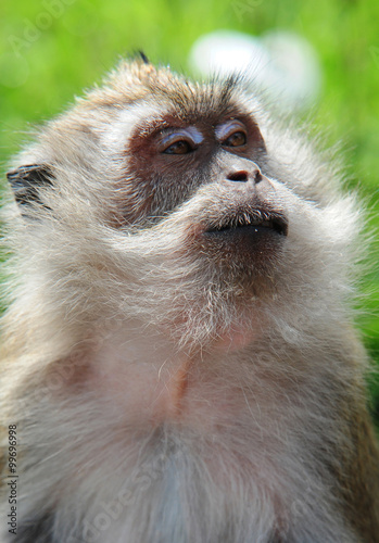 Crab eating macaque. Sri Lanka photo