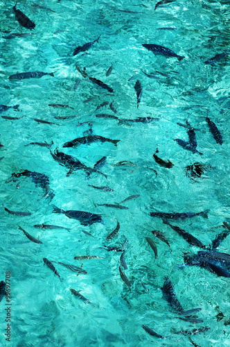 School of small blue fishes in the water