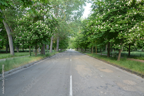 carretera bajo los arboles