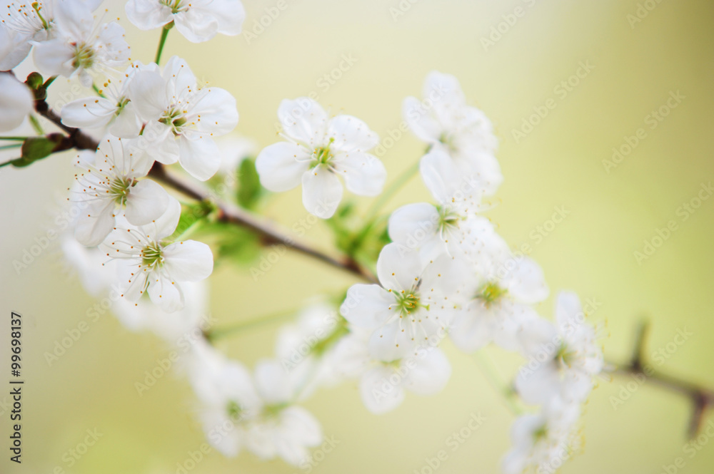 Fototapeta premium Tender Cherry Blossom
