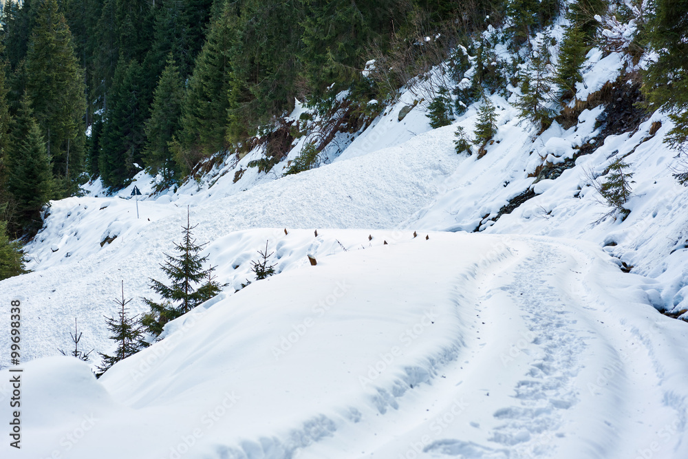 Snowy road through fir forest