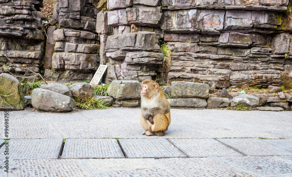 Naklejka premium Monkey in Zhangjiajie National Geological Park