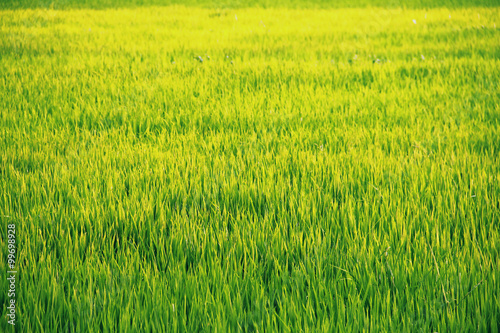 Yellow and green paddy field