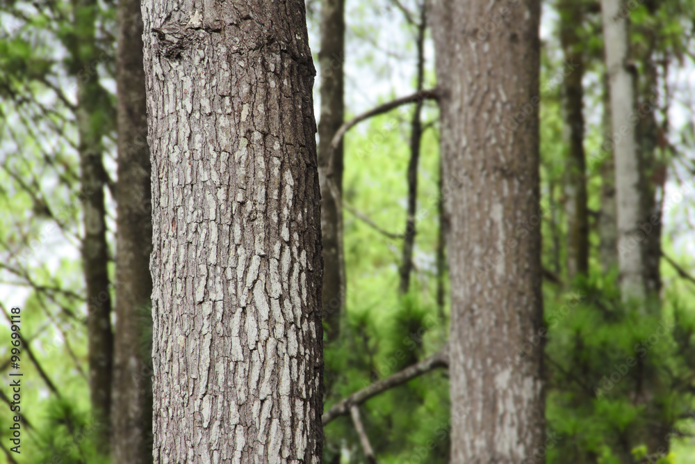 Pine tree in the woods