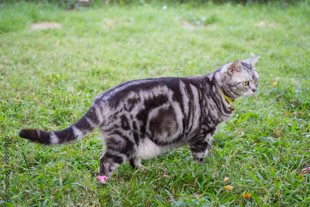 american short hair cat walk in the grass field american short hair cat walk in the grass field
