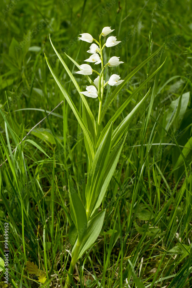 White flower - Narrow-leaved Helleborine or Sword-leaved Helleborine (Cephalanthera longifolia)