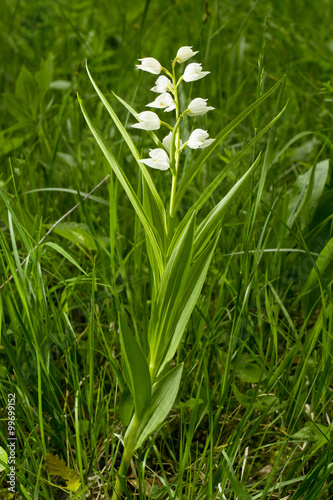 White flower - Narrow-leaved Helleborine or Sword-leaved Helleborine (Cephalanthera longifolia)
