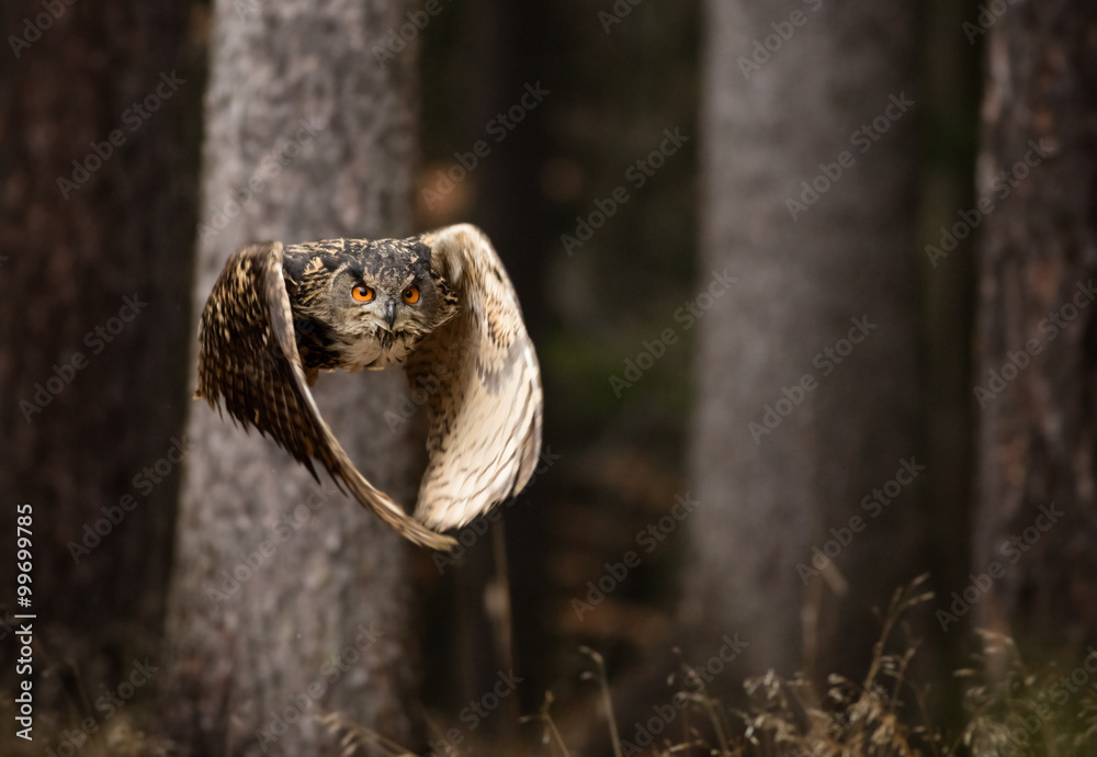 Naklejka premium Eurasian Eagle Owl