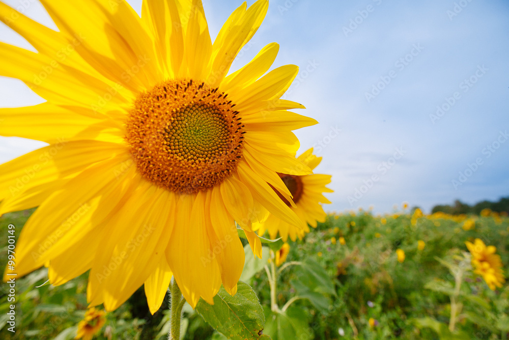 sunflowers at the field in summer sunflowers at the field in summer