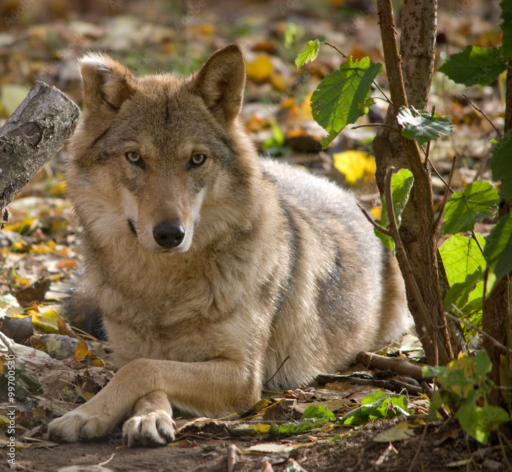 Obraz premium grey wolf close up portrait