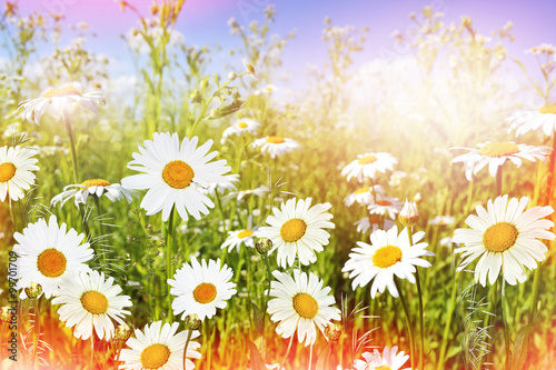 Wildflowers daisies