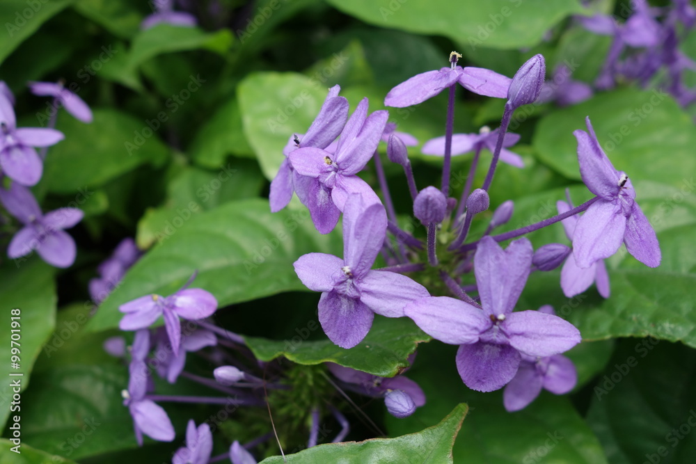 Purple flowers with green leaves background Purple flowers with green leaves background