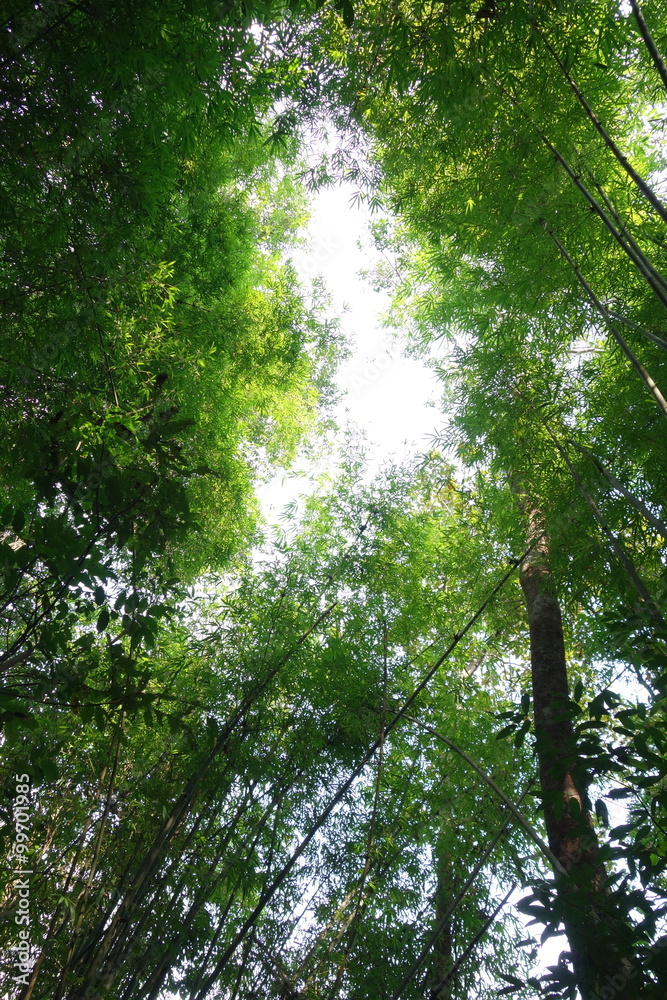 Bamboo forest Bamboo forest