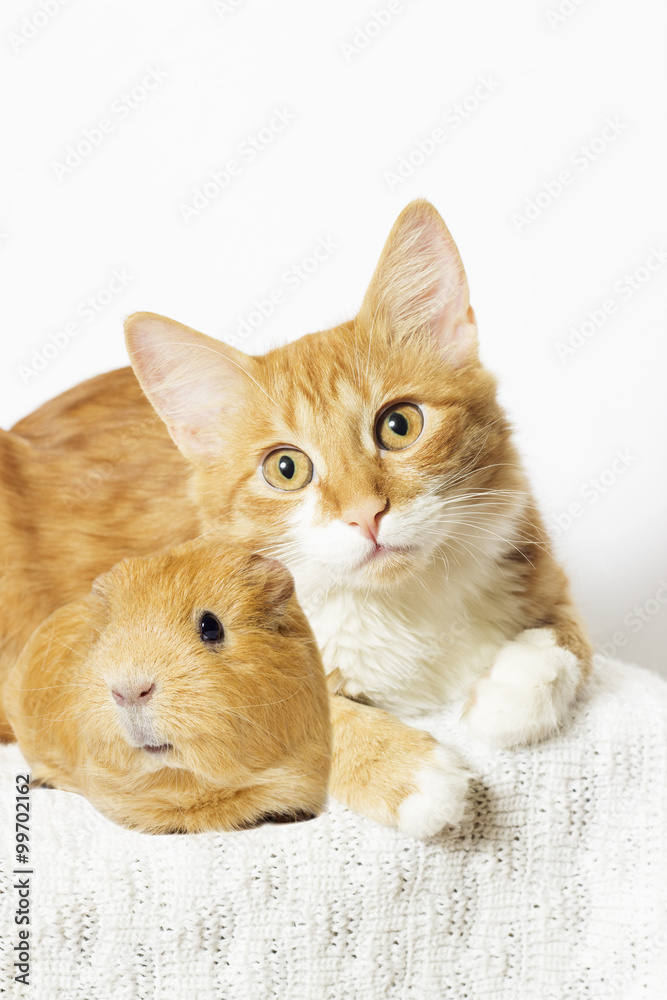 cat and guinea pig cat and guinea pig