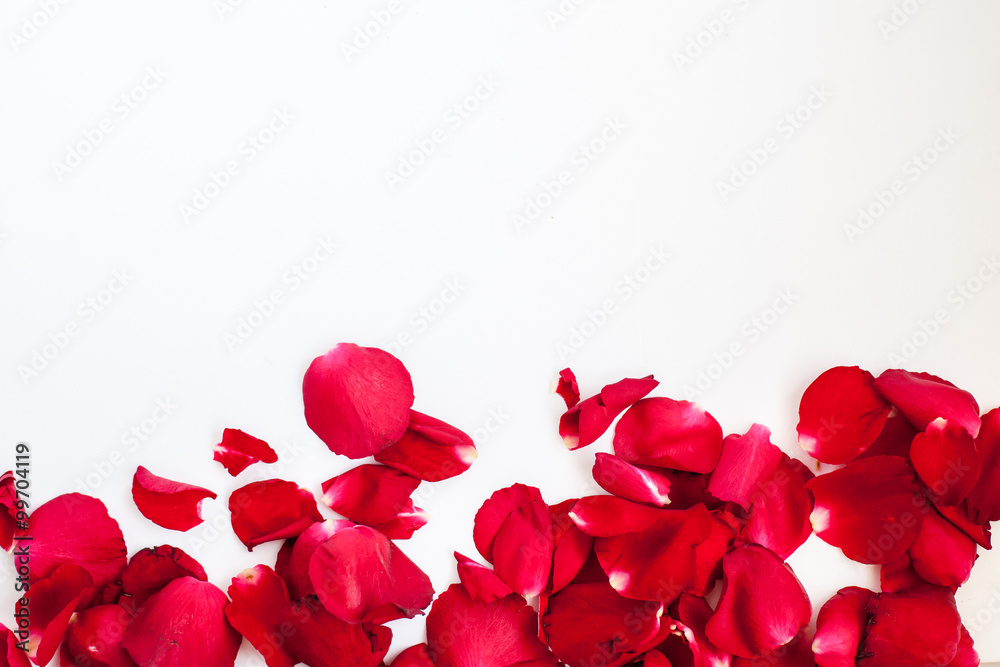 Random rose petals against white background. Great for presentations, forms and ad print.