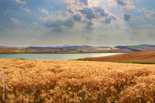 RURAL LANDSCAPE SUMMER.Between Apulia and Basilicata: Lake Basentello.Poggiorsini (ITALY) photo