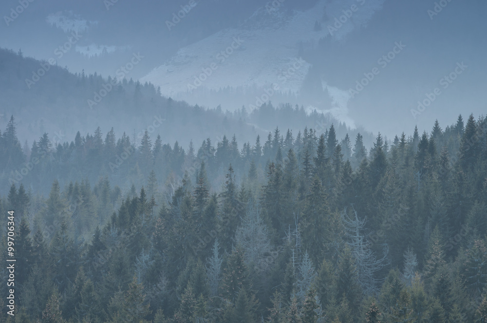 Carpathian mountains. Trees in the evening, seen from Gorc mountain in Beskidy, Poland