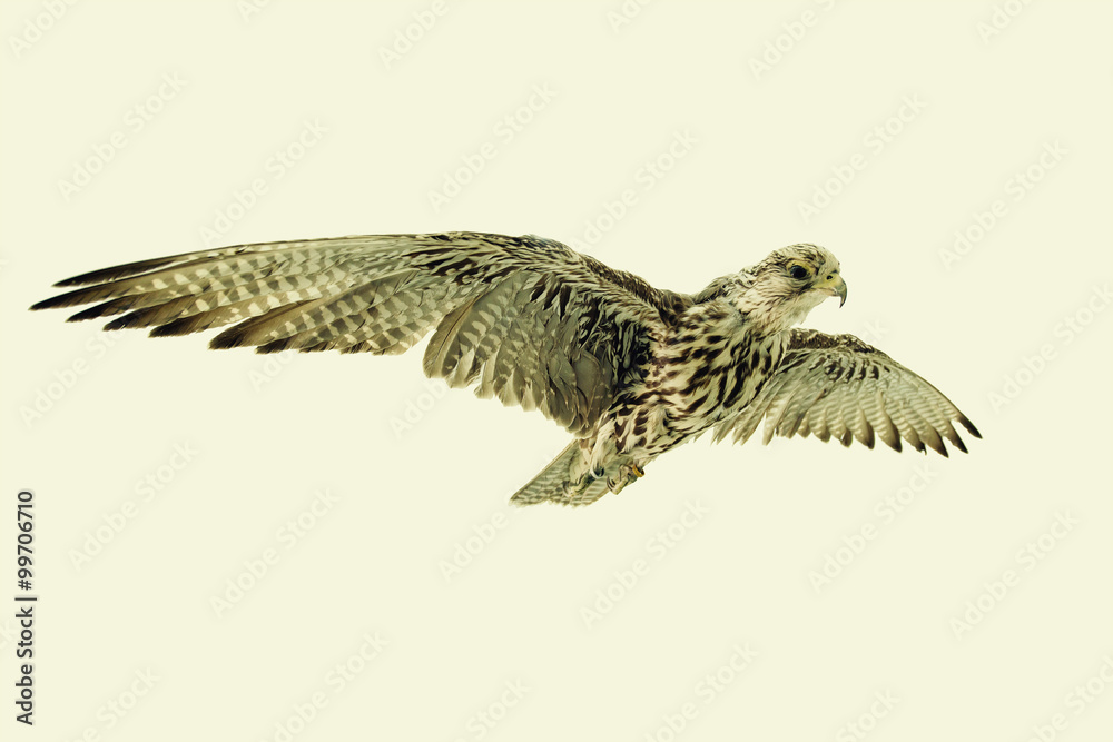 Fototapeta premium Saker Falcon in flight on neutral background