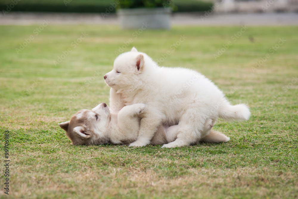 siberian husky puppies playing on green grass siberian husky puppies playing on green grass