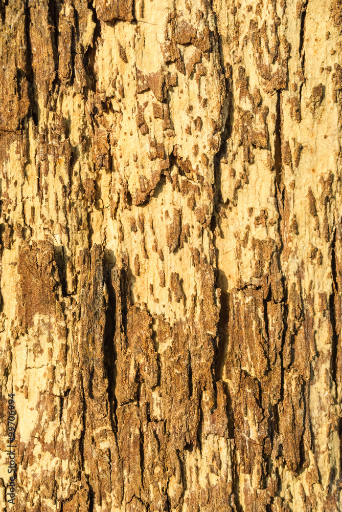 Obraz premium Texture of bark