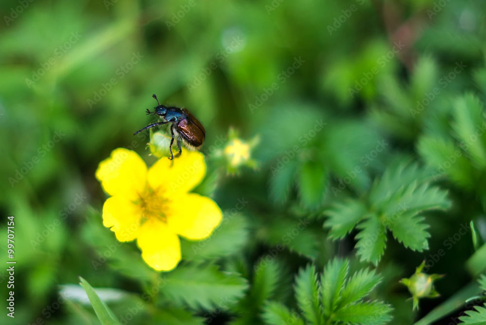 Garden beetle, Phyllopertha horticola