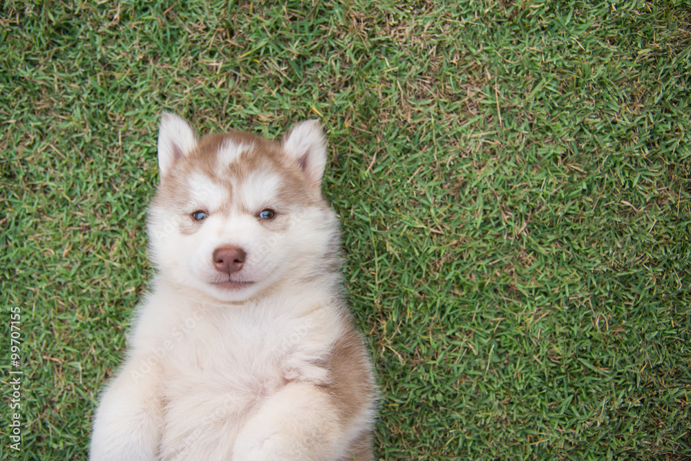 siberian husky puppy lying on green grass siberian husky puppy lying on green grass