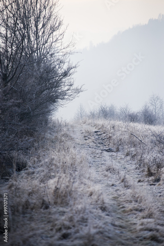Frozen tree in mist with grass and bush covered by fros