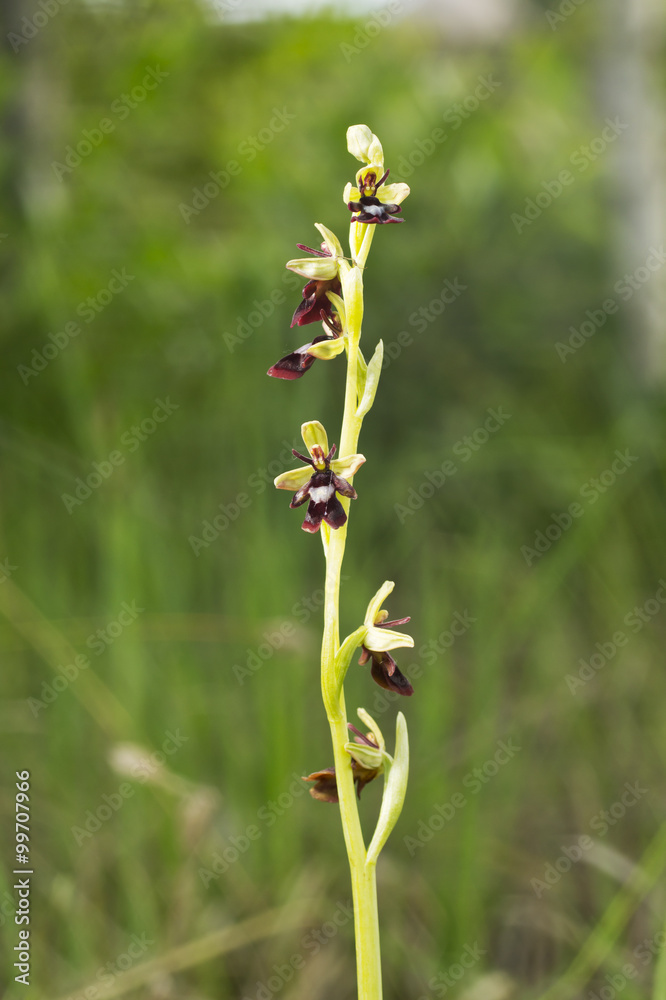 Ophrus insectifera - Fly Orhid red blossom in the forest. flower blooming in the marshy land. Ophrus insectifera - Fly Orhid red blossom in the forest. flower blooming in the marshy land.