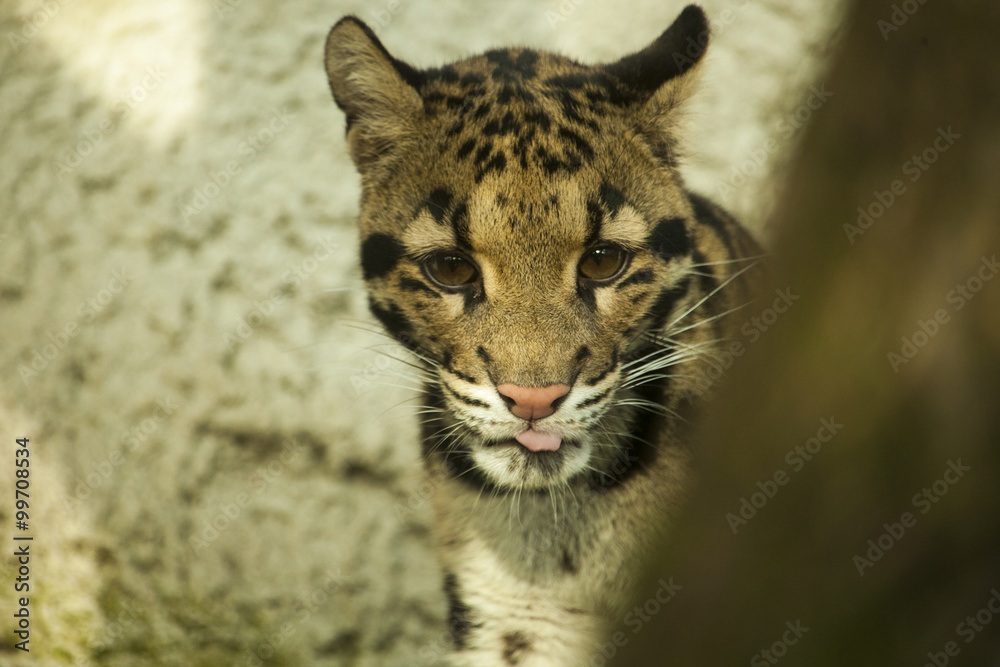 Fototapeta premium Nevelpanter steekt tong uit.