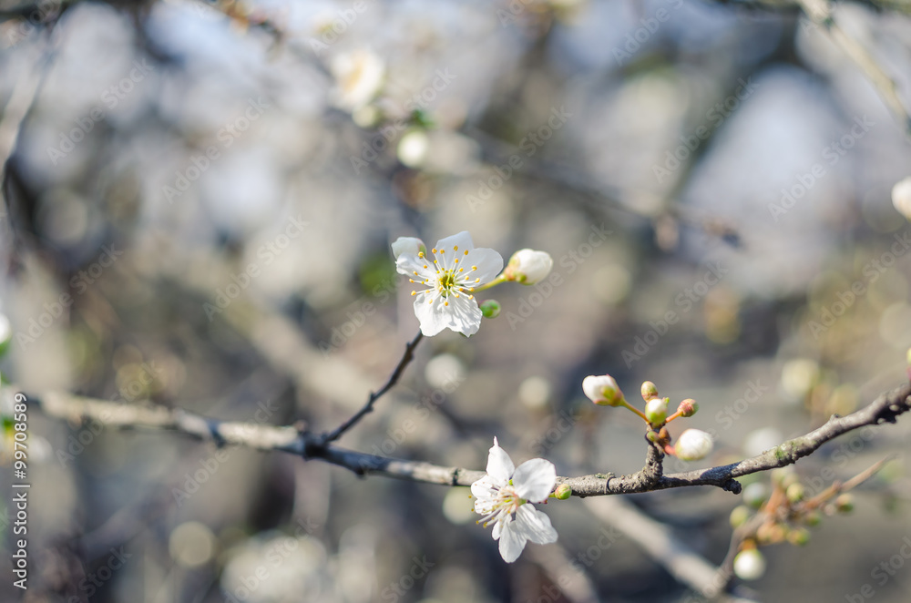 Cheery blossom flowers on spring day. Beauty flowers Cheery blossom flowers on spring day. Beauty flowers