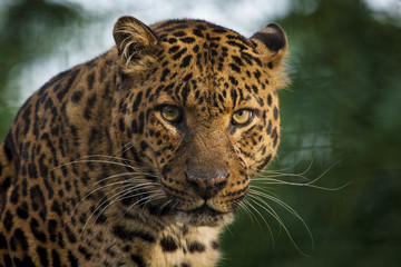 Fototapete Panther Gefleckter Panther Nahaufnahme im Profil  © photoPepp