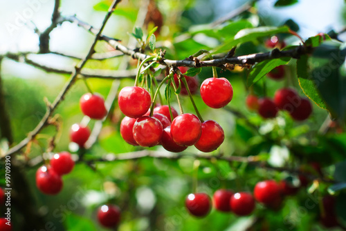 Cherries on the tree. Cherry tree with fruits.