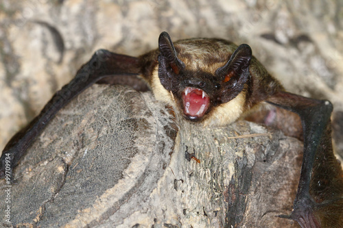 Part coloured bat  on the tree