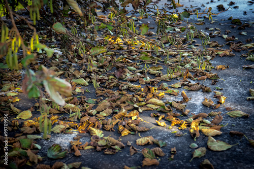 Fall colors, leaves on the ground