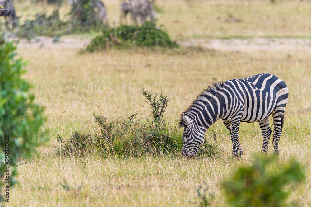 Obraz premium Zebra in der Landschaft der Masai Mara