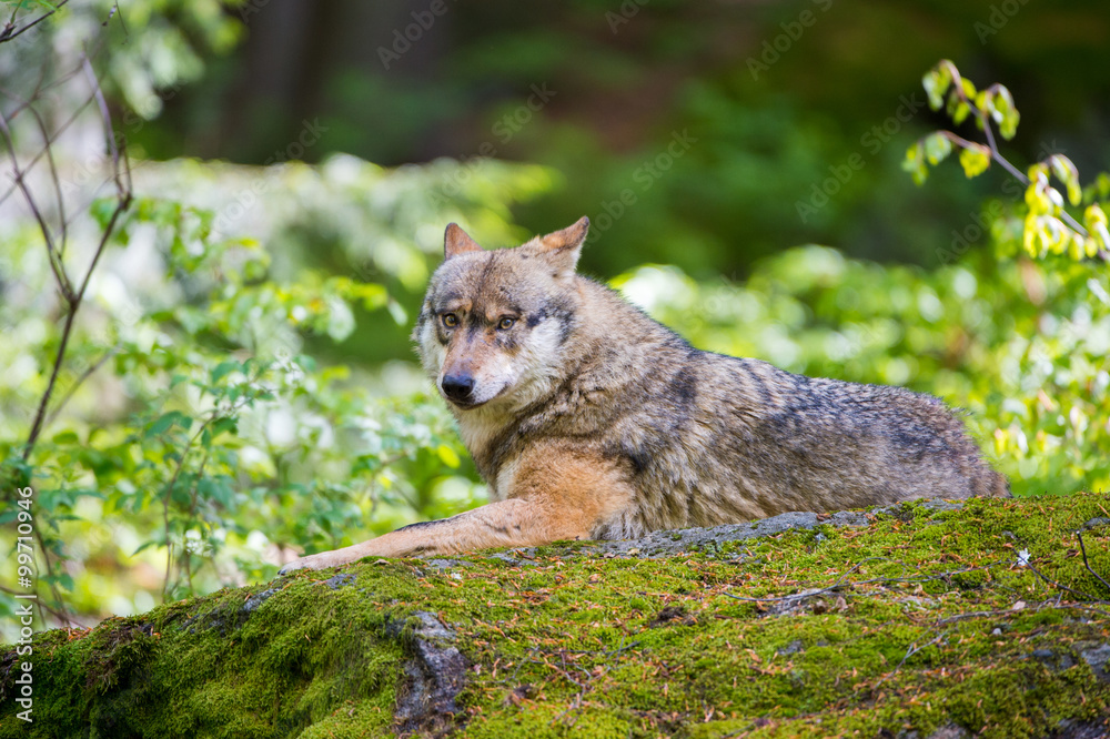 Der Wolf - Grey Wolf (Canis lupus)