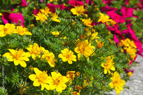 Fototapeta Naklejka Na Ścianę i Meble -  bidens 'Gold Nuggets'