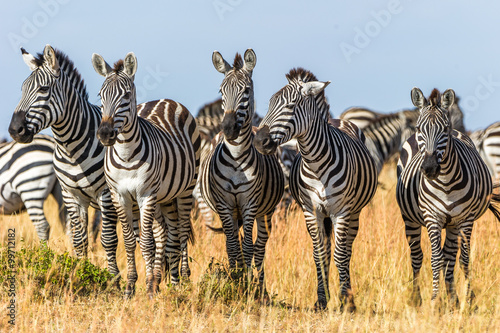 Gruppenfoto von Zebras