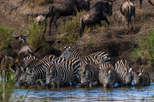 Trinkende Zebras an einem Wasserloch