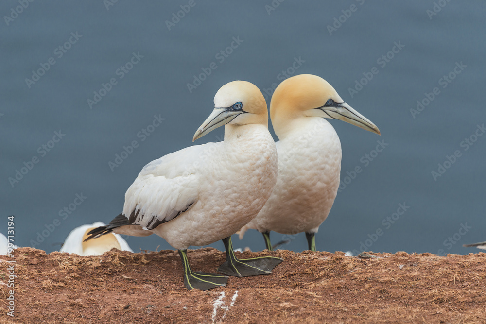 Behavior of wild migrating gannets at island Helgoland, Germany, Behavior of wild migrating gannets at island Helgoland, Germany,